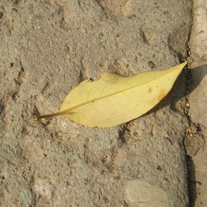 无尽怪物粗暴肛交
